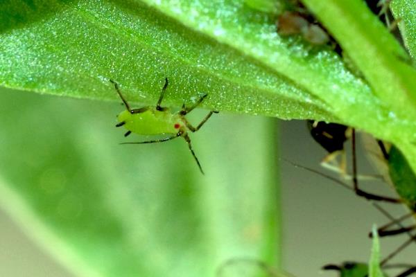 打蚜蟲時間，什么時候打好