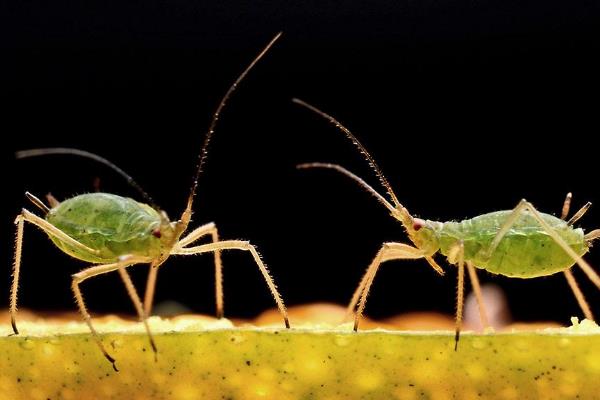 打蚜蟲時間，什么時候打好