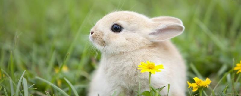 各種動物耳朵像什么，分別有什么特點