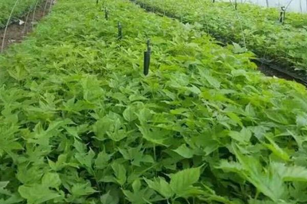 構(gòu)樹種植一畝年收入,附成本分析