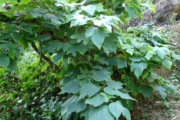 構(gòu)樹種植一畝年收入,附成本分析