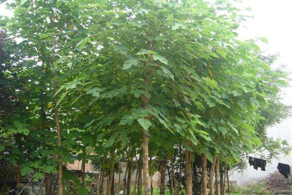 構(gòu)樹種植一畝年收入,附成本分析