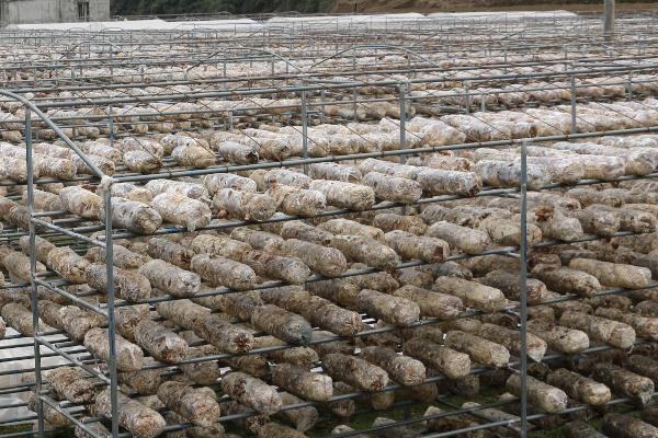 香菇怎么種植方法,附栽培注意事項