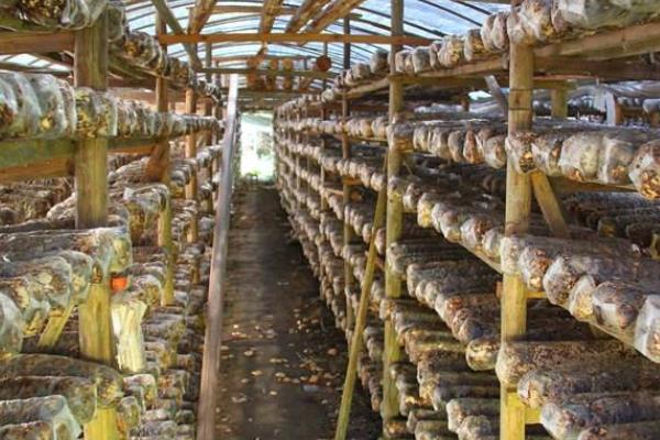 香菇怎么種植方法,附栽培注意事項