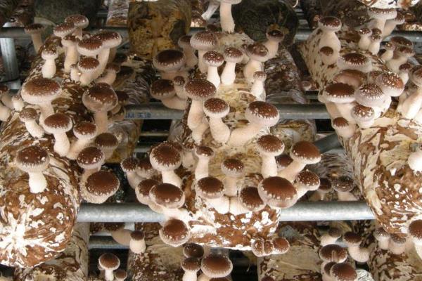 香菇怎么種植方法,附栽培注意事項