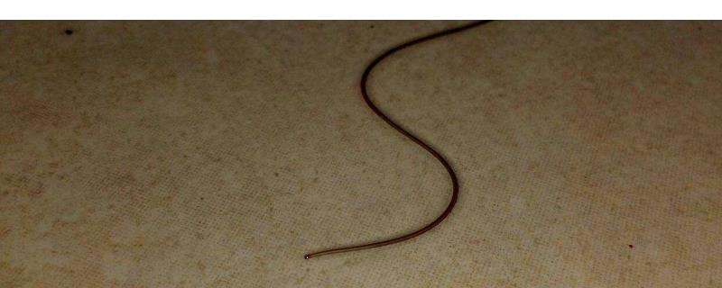 紅線蟲(chóng)怎么養(yǎng)殖，一年收入有多少