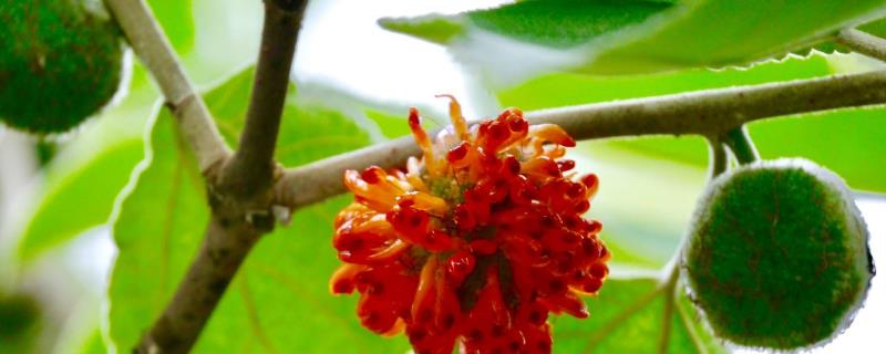 構(gòu)樹種植一畝年收入,附成本分析