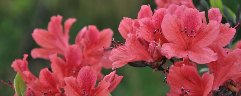 杜鵑花的養殖方法和注意事項，附過冬技巧