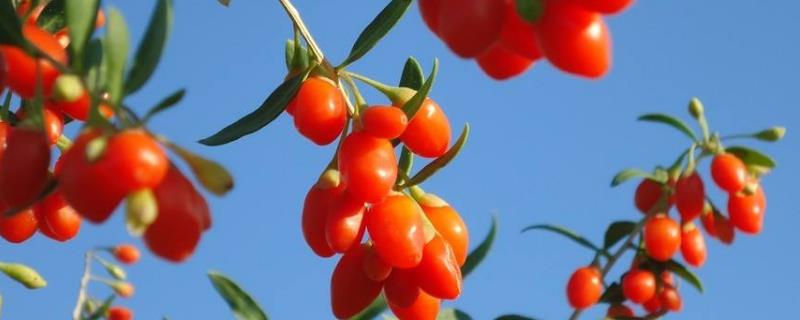 種植枸杞的利潤與成本，幾年有利潤