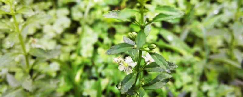 甘草種植技術(shù)及畝收益