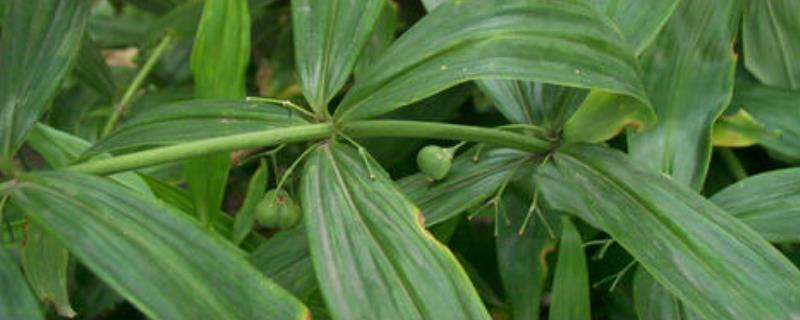 種植黃精有前途嗎,畝產量多少,價格都少錢一斤