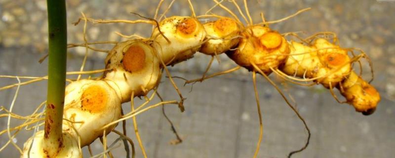 黃精怎樣種植更高產,效益更好