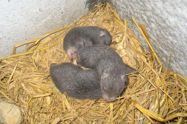 養竹鼠第一年投資多少，投資5萬可以養多少