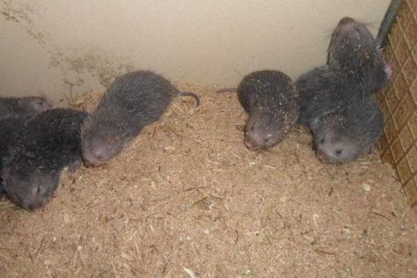 養竹鼠第一年投資多少，投資5萬可以養多少