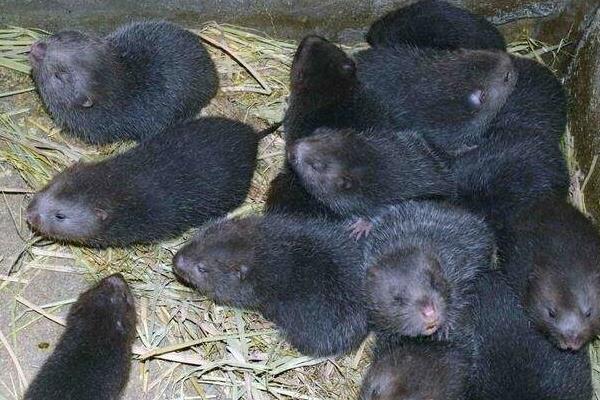 養竹鼠第一年投資多少，投資5萬可以養多少