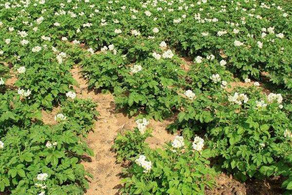 馬鈴薯追肥時間，用什么肥料更好