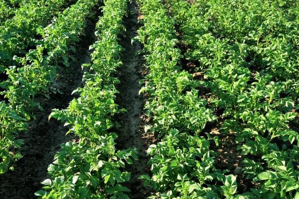 馬鈴薯追肥時間，用什么肥料更好