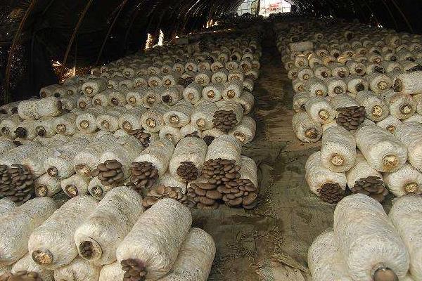 1畝平菇大棚1年的效益怎么樣