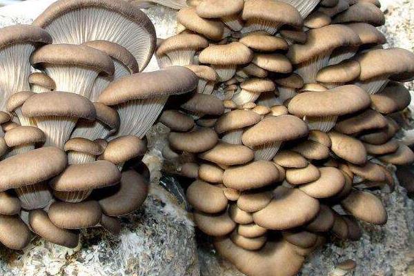 1畝平菇大棚1年的效益怎么樣