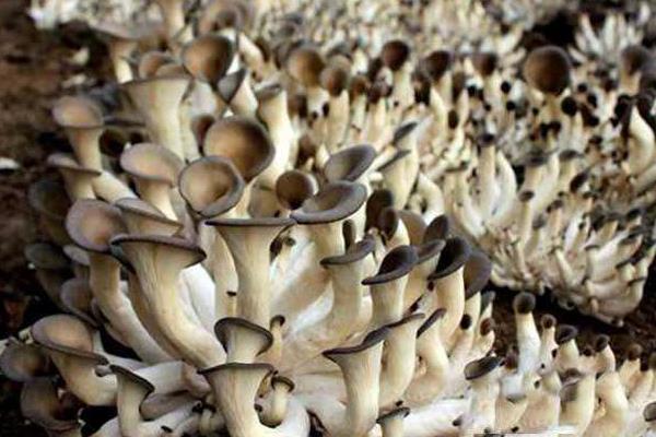 1畝平菇大棚1年的效益怎么樣