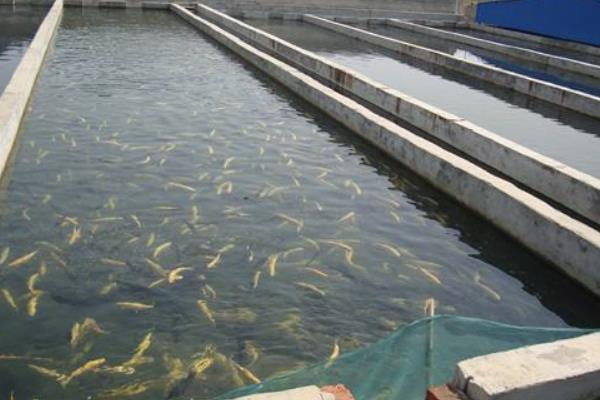 養一畝虹鱒魚成本，一立方能養多少