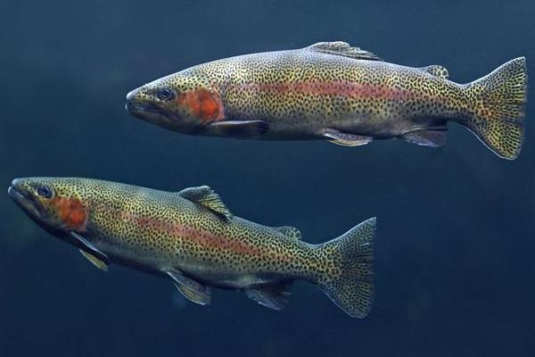 養一畝虹鱒魚成本，一立方能養多少