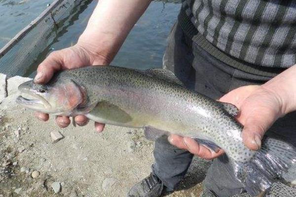 養一畝虹鱒魚成本，一立方能養多少
