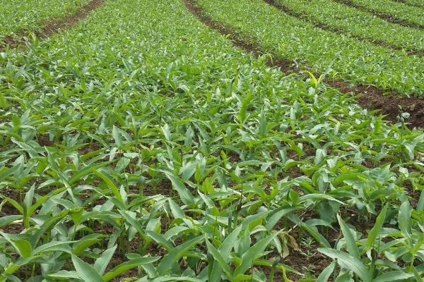 10個適合農村種植的藥材品種,效益很可觀