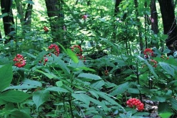 10個適合農村種植的藥材品種,效益很可觀