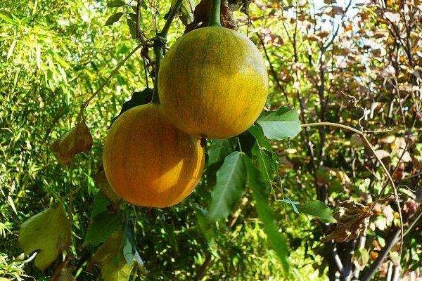 10個適合農村種植的藥材品種,效益很可觀