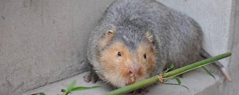 養(yǎng)竹鼠第一年投資多少，投資5萬可以養(yǎng)多少