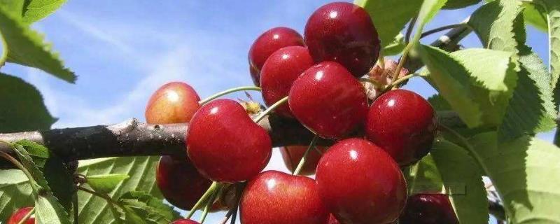 車厘子樹苗種植與管理，適合北方種嗎