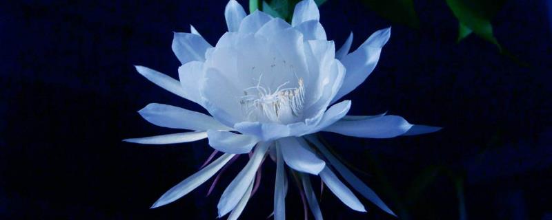 曇花圖片及養殖方法