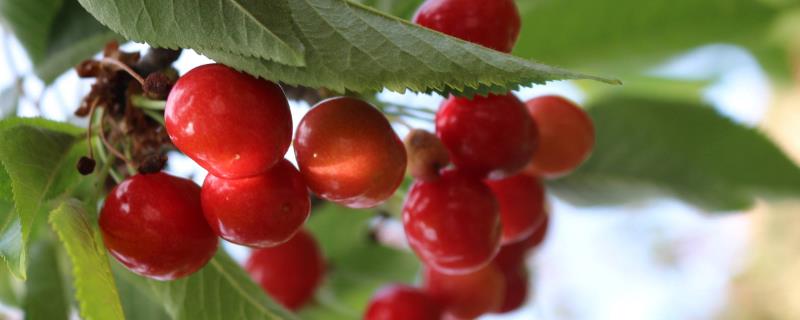 車厘子樹苗多少錢一棵，建議買5年樹