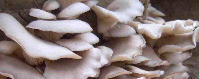 1畝平菇大棚1年的效益怎么樣