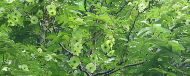 青錢柳樹苗哪里有買？花卉市場有嗎