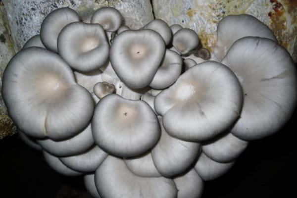 1畝平菇大棚1年的效益怎么樣