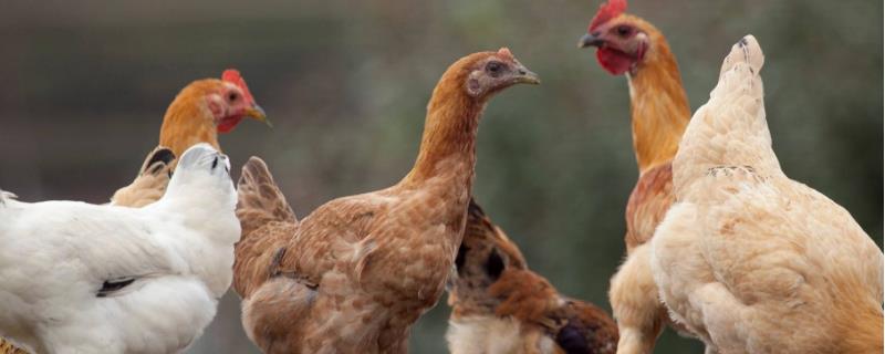 老品種土雞圖片及特征