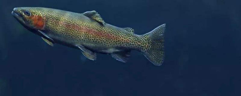 養一畝虹鱒魚成本