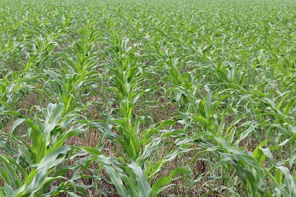 玉米苗后除草劑什么時候打效果好且安全