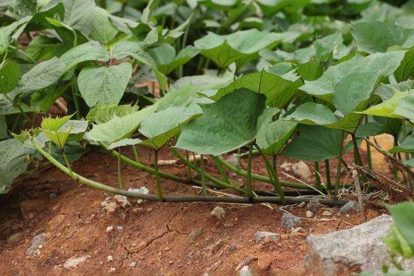 紅薯控旺時間與技巧,什么時候打合適