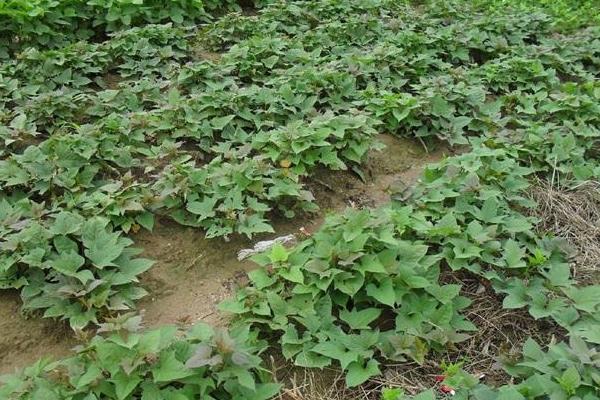 紅薯控旺時間與技巧,什么時候打合適