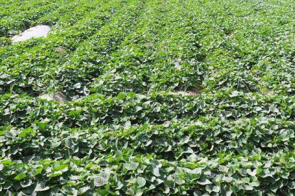 紅薯控旺時間與技巧,什么時候打合適