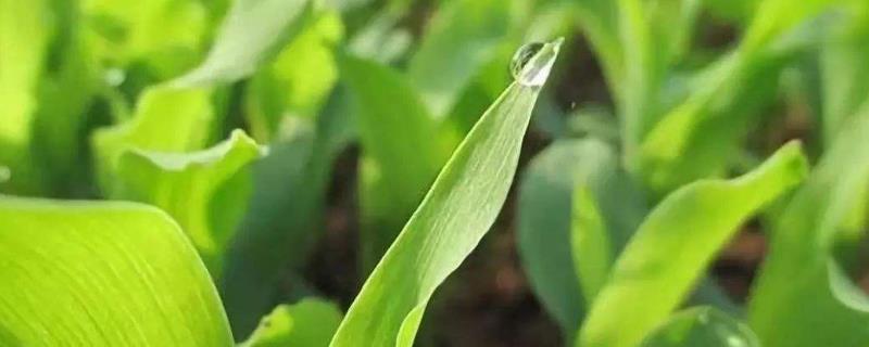 玉米苗后除草劑什么時候打效果好且安全