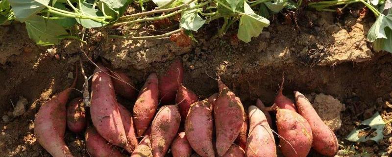 20畝紅薯利潤多少，附一畝利潤算法
