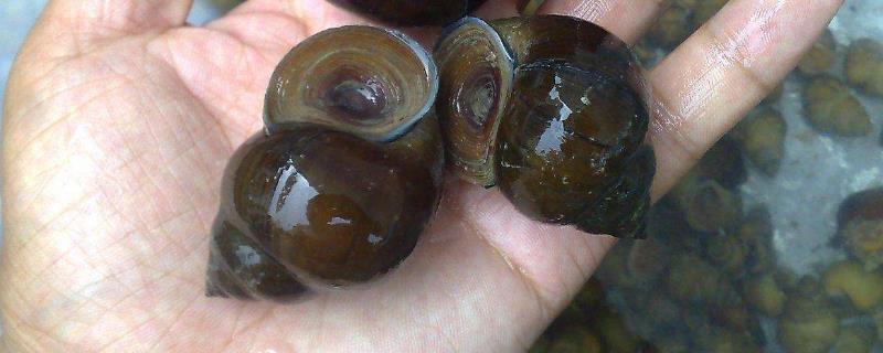 什么藥能殺死田螺