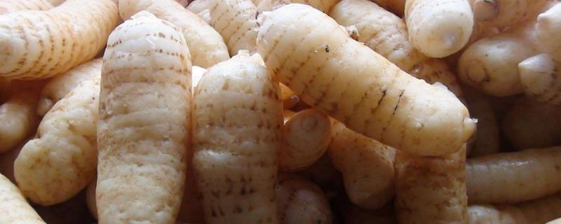 什么藥材貴周期又短