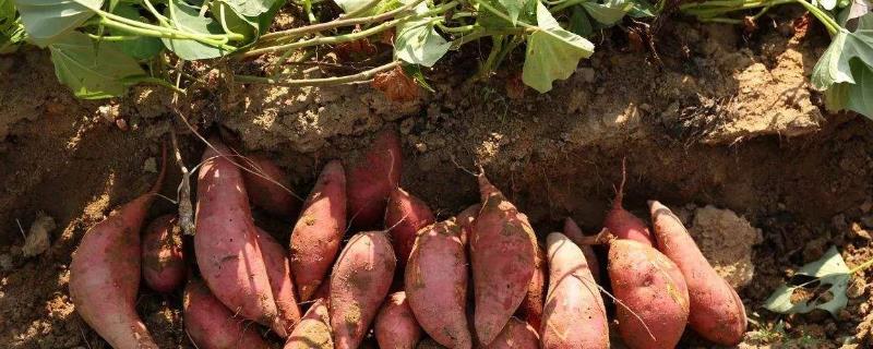 紅薯控旺時間與技巧,什么時候打合適