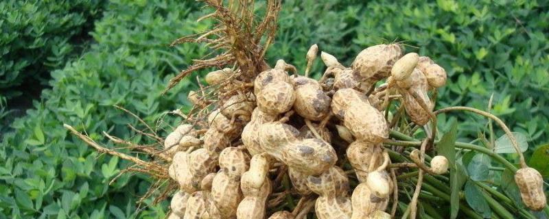 花生專用肥配方