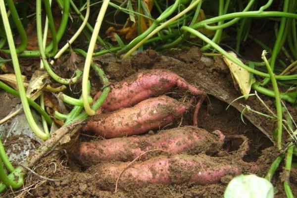 紅薯控旺時間與技巧,什么時候打合適